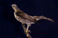 鳳頭蒼鷹藏品圖，第6張